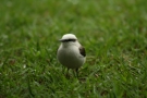 1493 IMG 0221.JPG