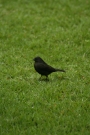 1493 IMG 0234.JPG
