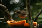 1493 IMG 0273.JPG