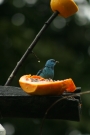 1493 IMG 0276.JPG